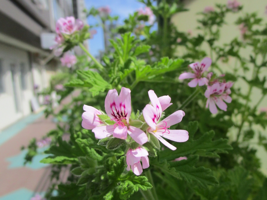 蚊連草の花