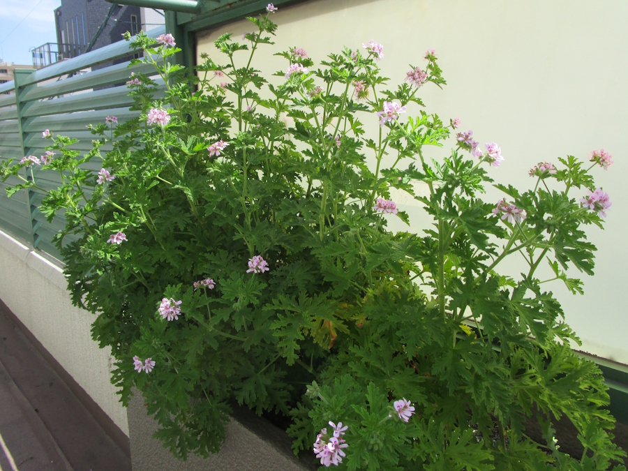 蚊連草全体