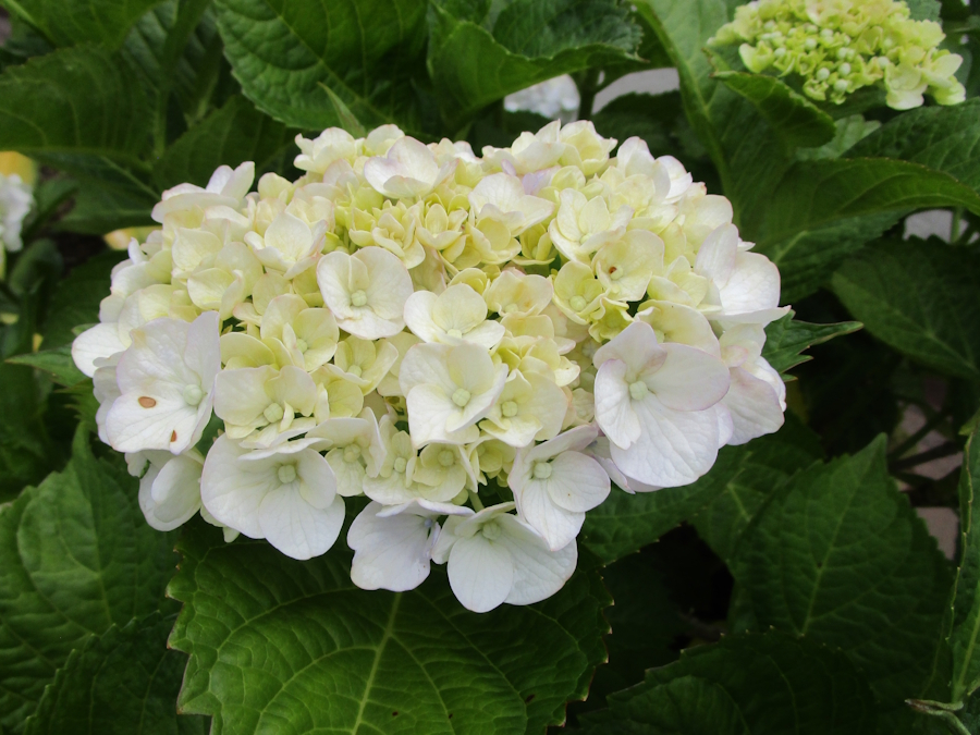 薄いピンクの紫陽花