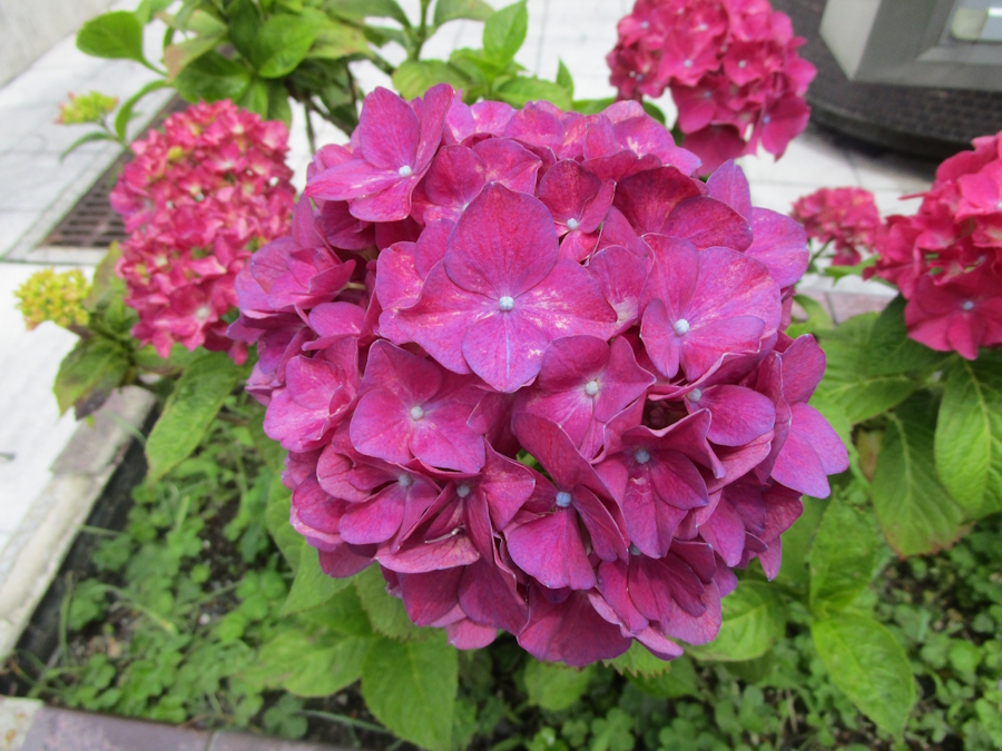 濃い赤紫色の紫陽花