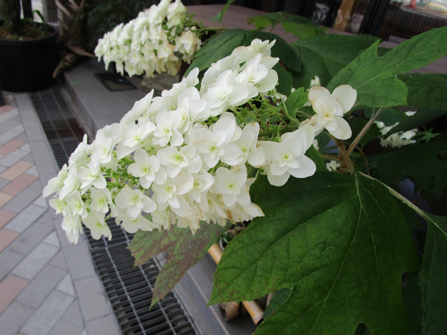柏葉紫陽花（かしわばあじさい）