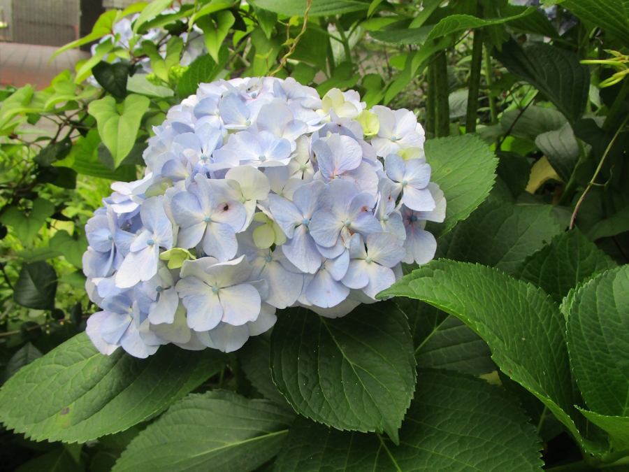 薄い青色の紫陽花