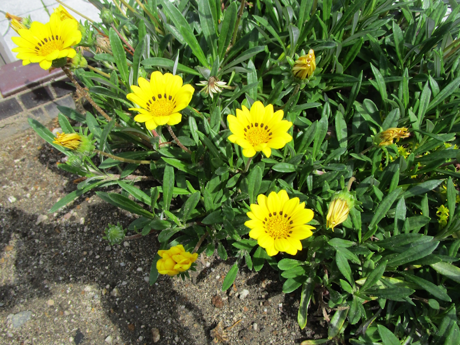ガザニア（和名は勲章菊）