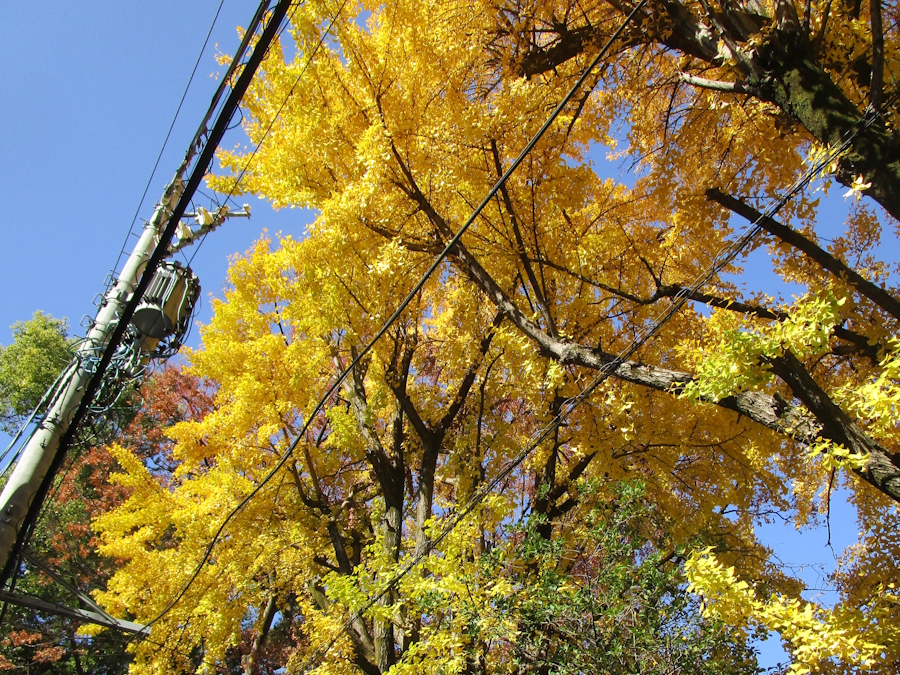 四間道浅間神社の大イチョウ