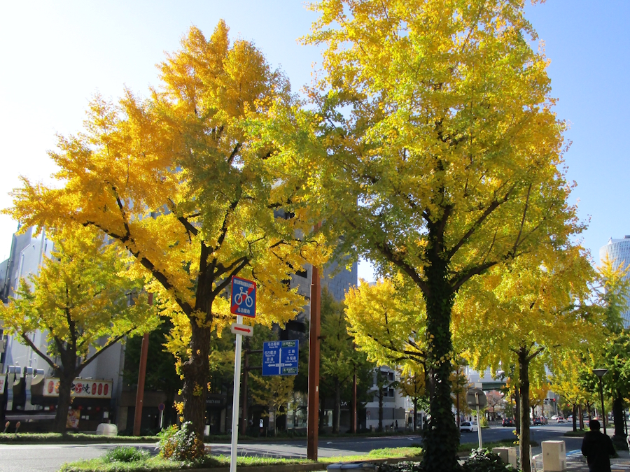 桜通り街路樹のイチョウ