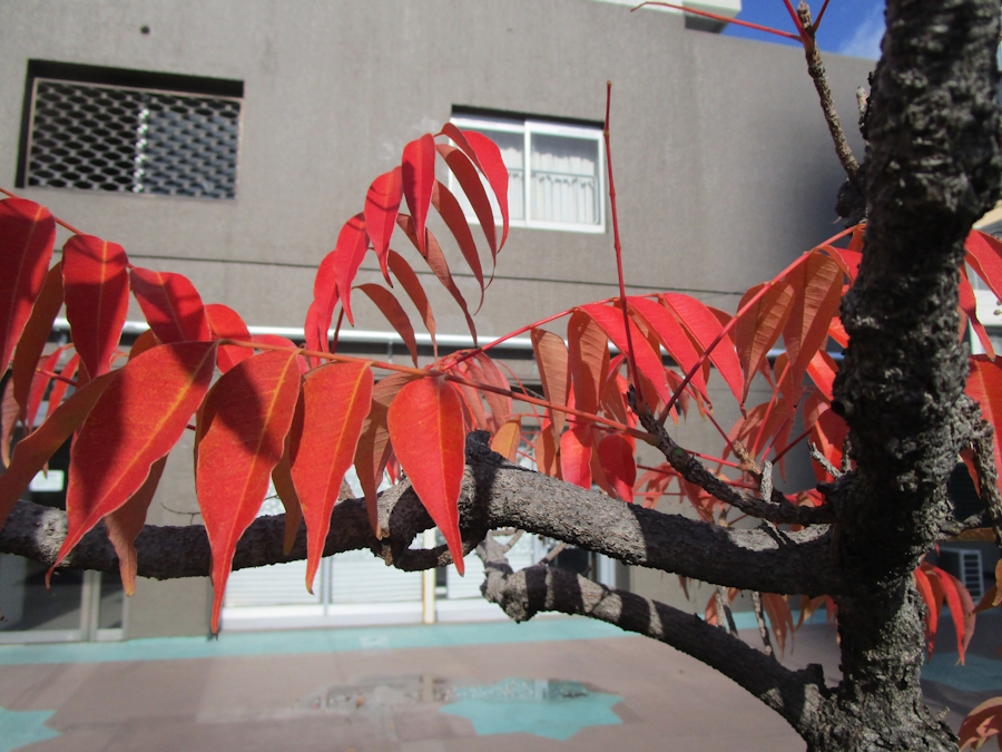 ハゼノキ(櫨の木)