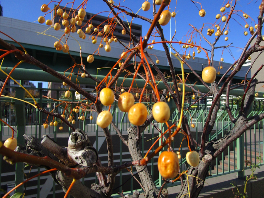 センダンの果実