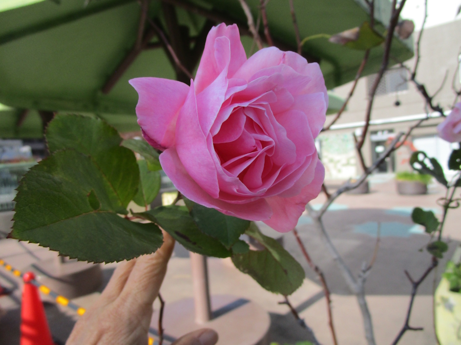 四季咲きのバラ