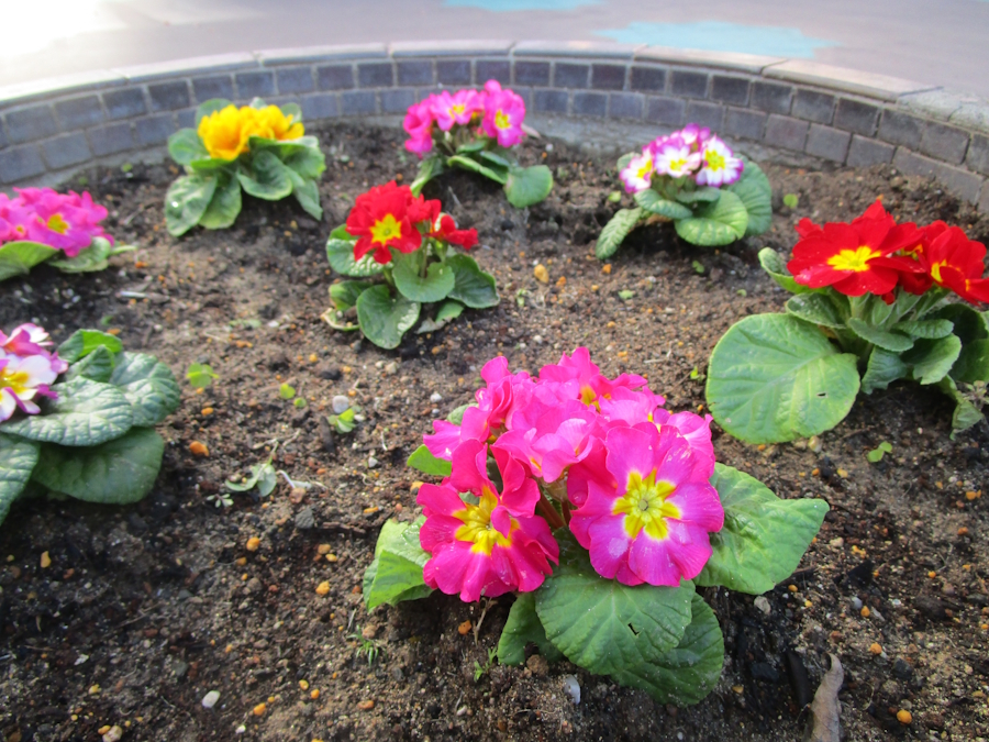 プリムラ(サクラソウ属)